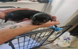 Rottweiler dogs for sale: Rottweiler puppy's  in Stoke-on-Trent - Image 6