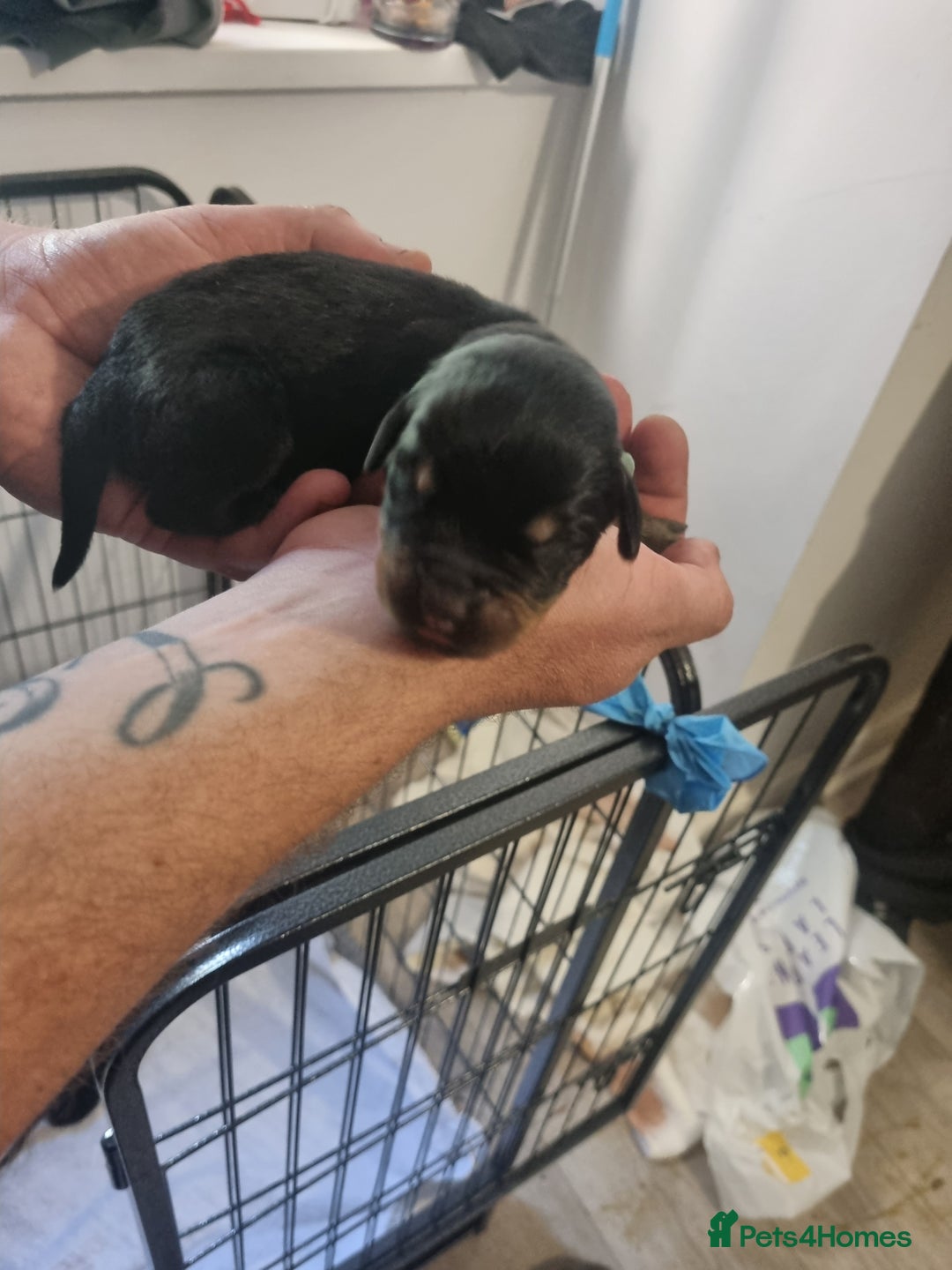 Rottweiler dogs for sale: Rottweiler puppy's  in Stoke-on-Trent - Image 6