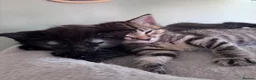 Mixed Breed cats for sale: 2 Kittens. - Advert 2