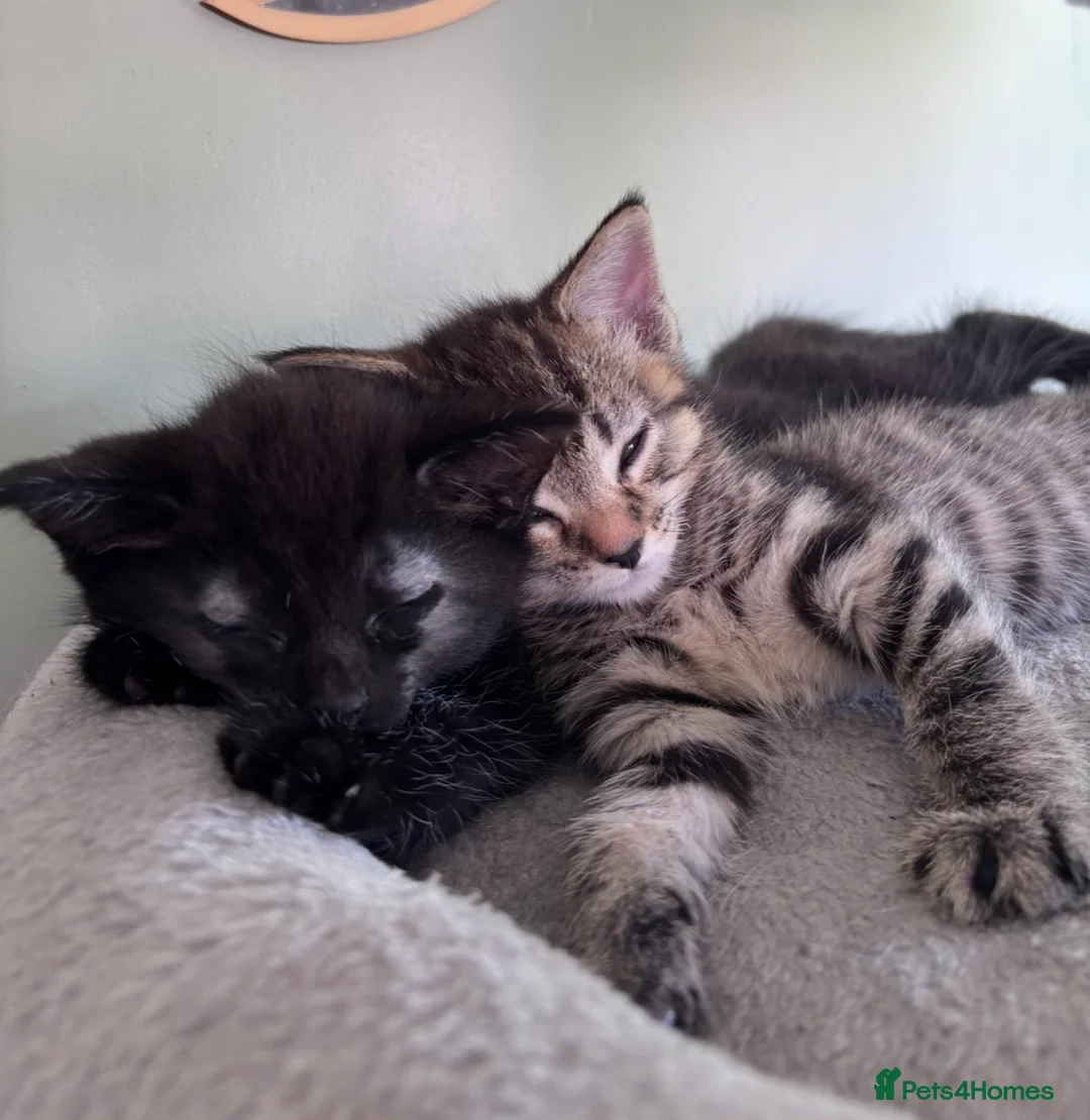 Mixed Breed cats for sale: 2 Kittens. - Advert 2
