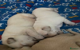Labrador Retriever dogs for sale: Labrador puppies  - Image 5