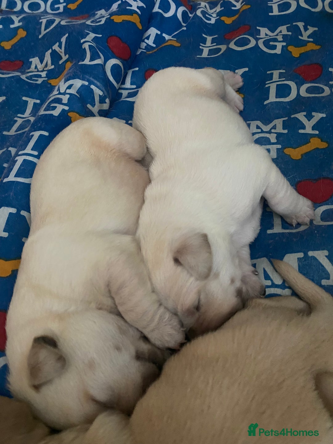 Labrador Retriever dogs for sale: Labrador puppies  - Image 5