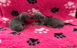 Miniature Dachshund dogs for sale: Miniature dachshund puppies  - Image 3