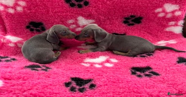 Miniature Dachshund dogs - Advert 8