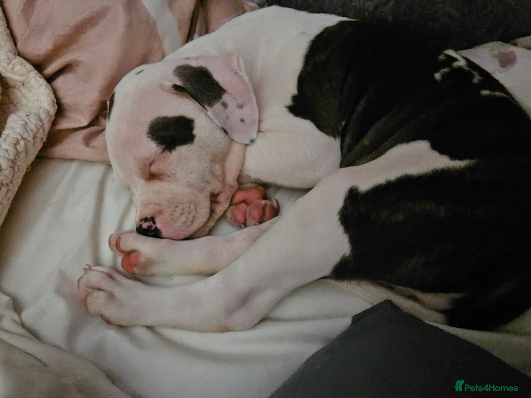 Mixed Breed dogs for sale: Staffordshire bull terrier cross puppies  - Advert 13