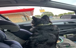 French Bulldog dogs for sale: Fluffy frenchie koba  - Image 5