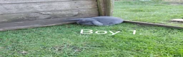 Mini Lop rabbits for sale: Mini lop babies.  - Advert 4