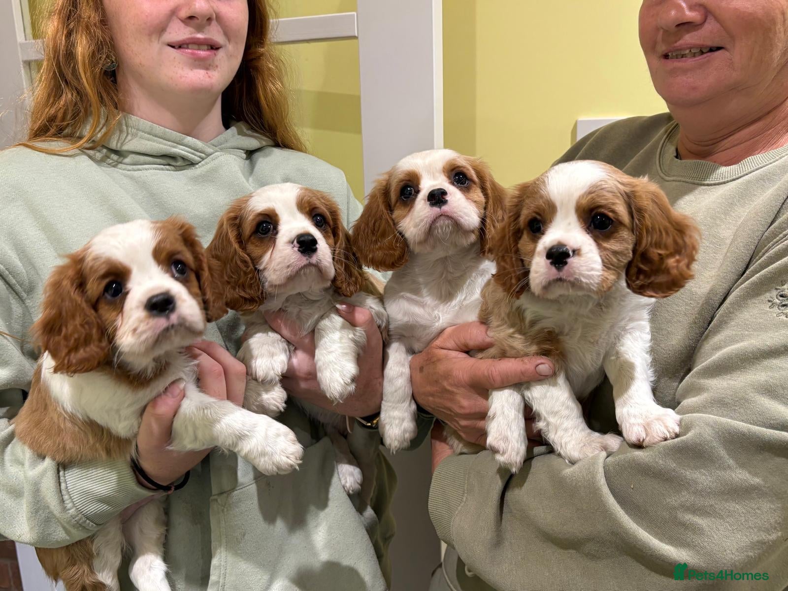 Cavalier King Charles Spaniel dogs Cavalier king Charles puppies  - Advert 1