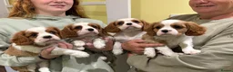 Cavalier King Charles Spaniel dogs for sale: Cavalier king Charles puppies  - Advert 1