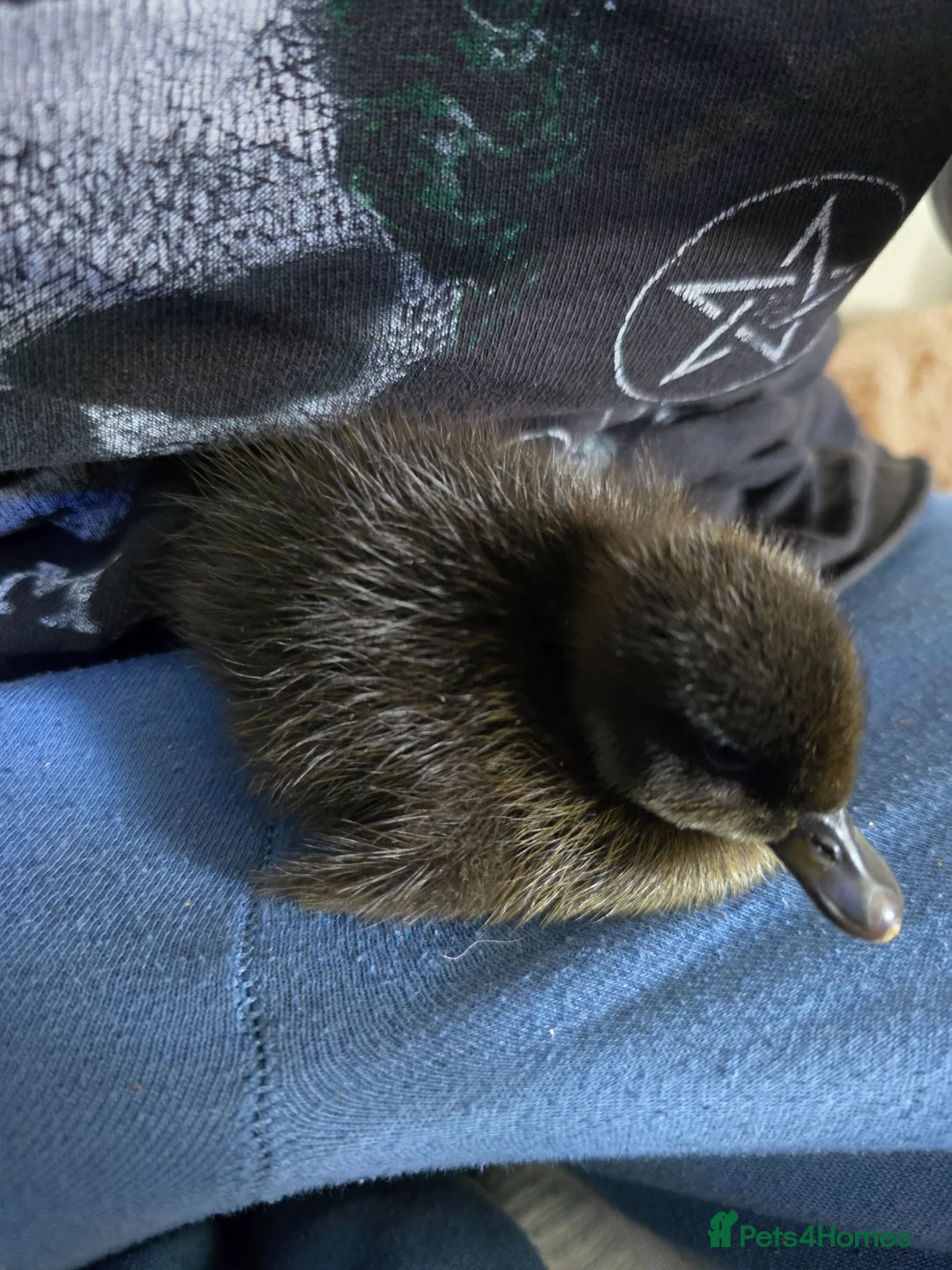 Mixed Breed birds for sale: Mix breed ducklins in Dymock - Advert 1