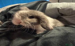 Mini Lop rabbits for sale: Extremely friendly mini lop babies for sale  - Image 8