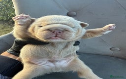 English Bulldog dogs for sale: KC Quality English Bulldogs  - Image 2