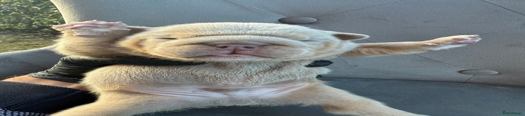 English Bulldog Puppy 2
