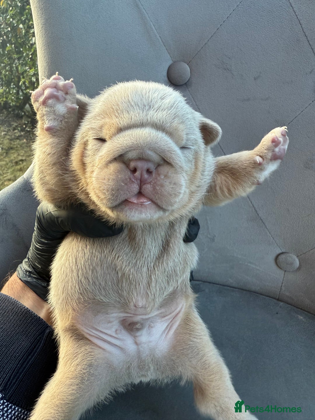 English Bulldog dogs for sale: KC Quality English Bulldogs  - Image 2
