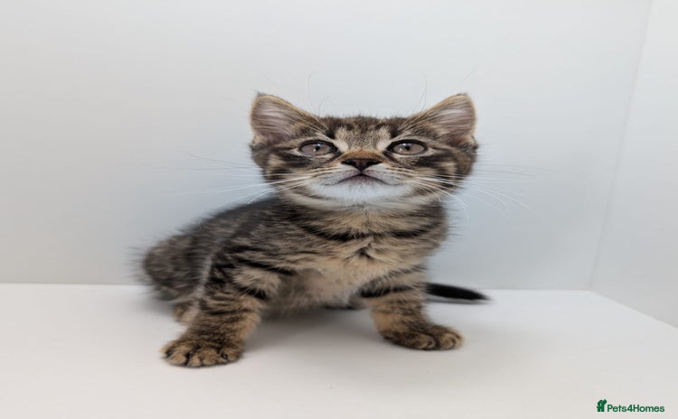 Maine Coon cats for sale - Advert 2