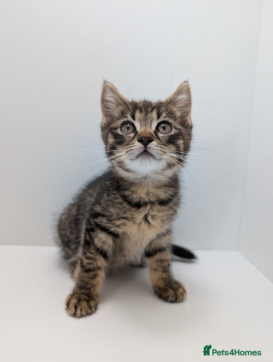 Maine Coon cats for sale: Beautiful baby boy ready to leave! - Image 1