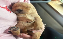 Goldador dogs for sale: Goldador puppies - Advert 9