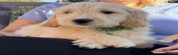 Goldendoodle dogs for sale: Australian Golden Doodle Puppies - READY NOW - Advert 2