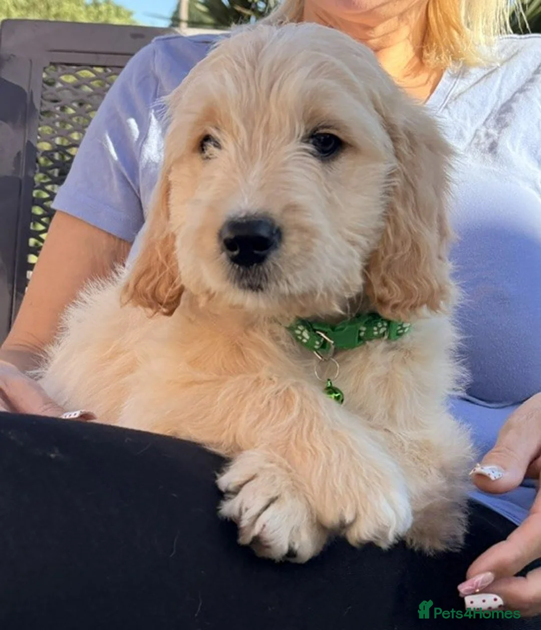 Goldendoodle dogs for sale: Australian Golden Doodle Puppies - READY NOW - Advert 2