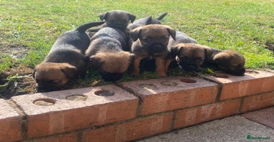 Border Terrier dogs - Advert 5