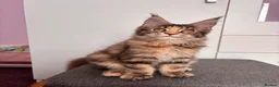 Maine Coon cats for sale: ✨Last Pure Bred Maine Coon Kitten Available  - Advert 15