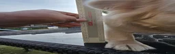 French Bulldog dogs for sale: Pink fluffy french bulldog - Advert 4