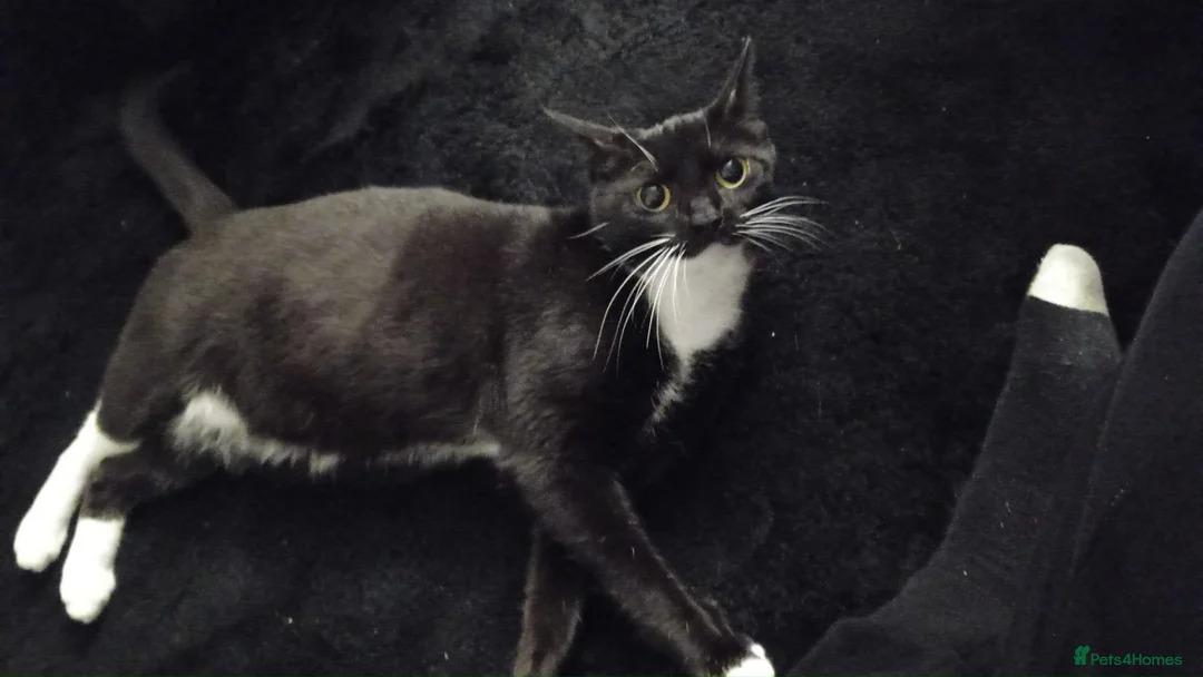 British Shorthair cats for sale: Bella and Sooty  - Advert 2