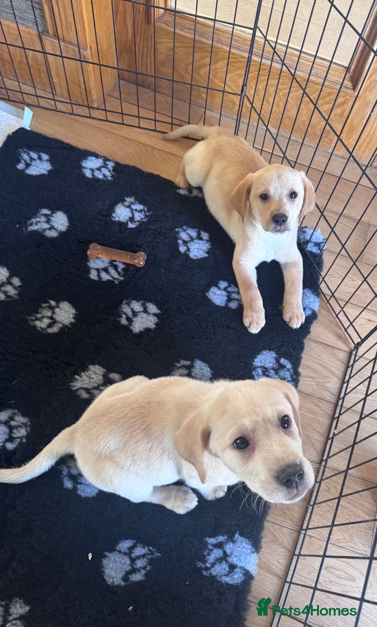 Labrador Retriever dogs Golden Labrador Puppies - Advert 2