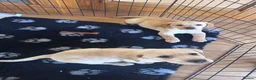 Labrador Retriever dogs for sale: Golden Labrador Puppies - Advert 2