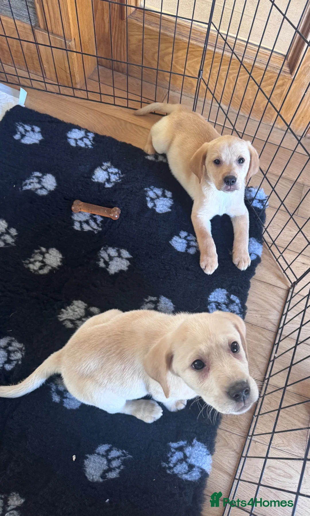 Labrador Retriever dogs for sale: Golden Labrador Puppies - Advert 2