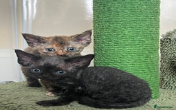 Devon Rex cats for sale: Affectionate Devon Rex Boy available  in Ramsgate - Image 9