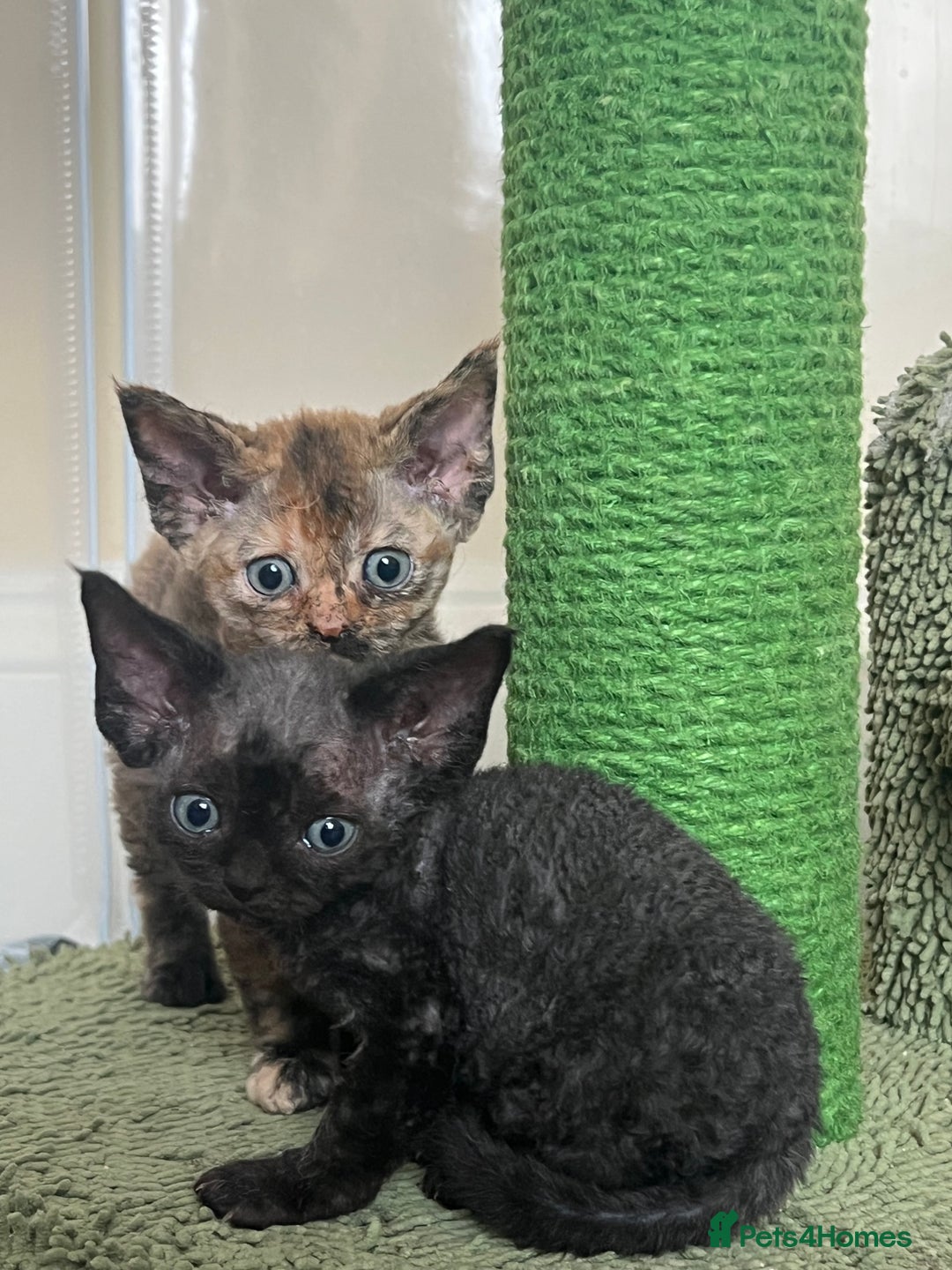 Devon Rex cats for sale: Affectionate Devon Rex Boy available  in Ramsgate - Image 9