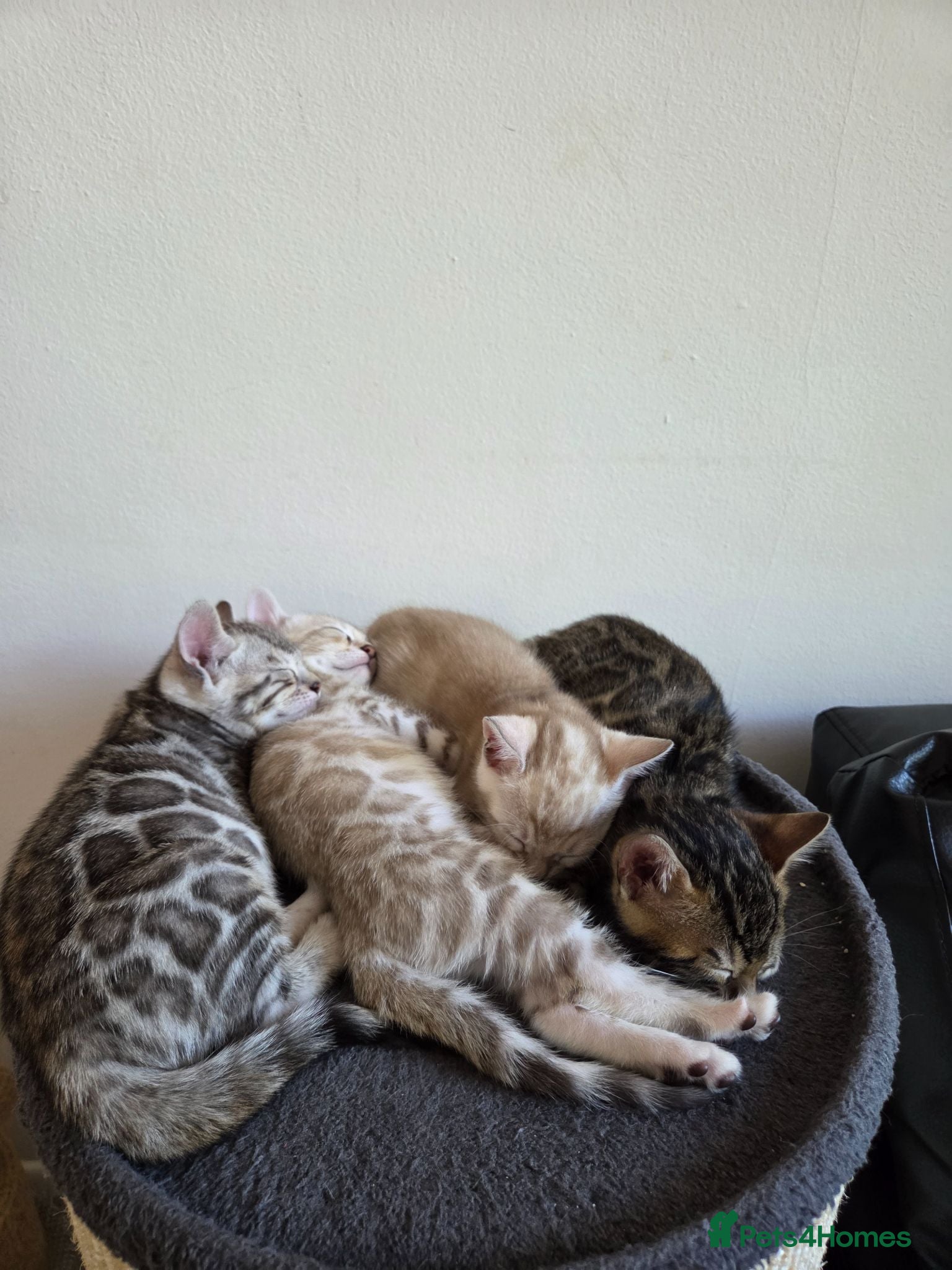 Bengal cats Pure Bengals Stunning Colour-ready for rezervation - Advert 2