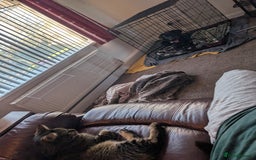 Bengal cats for sale: 3 year old loving Bengal cross needs a new home - Image 3