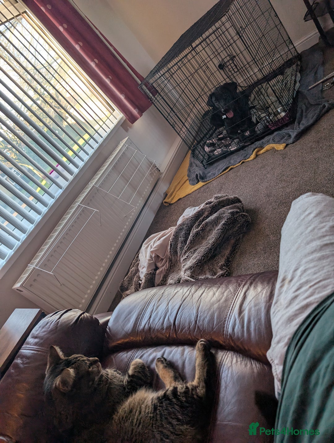 Bengal cats for sale: 3 year old loving Bengal cross needs a new home - Image 3