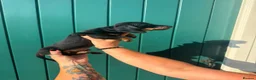 Miniature Dachshund dogs for sale: Black and Tan miniature dachshund pups for sale - Advert 5
