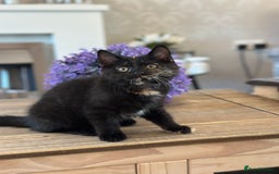Mixed Breed cats for sale: British shorthaired cross kittens  - Image 7