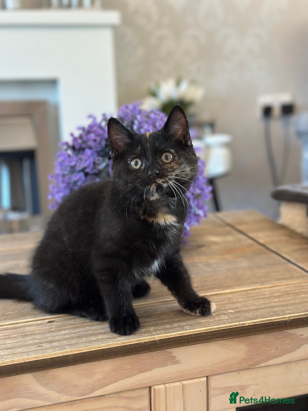 Mixed Breed cats for sale: British shorthaired cross kittens  - Image 7