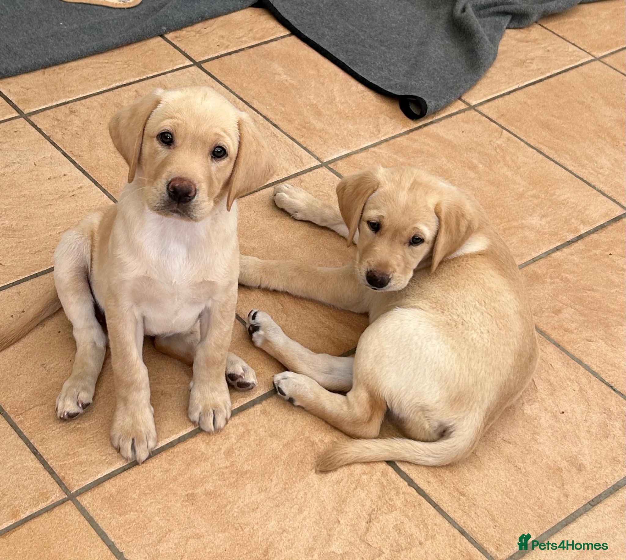 Labrador Retriever dogs KC registered Labrador puppies  - Advert 8