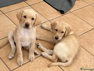 Labrador Retriever dogs KC registered Labrador puppies - Advert 1