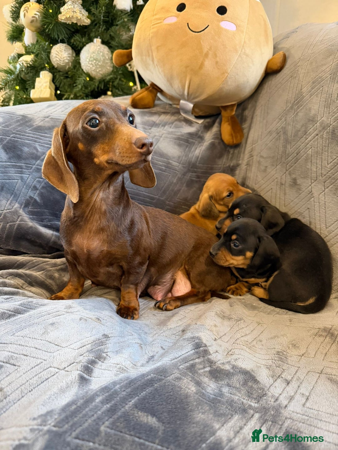 Miniature Dachshund dogs for sale: Three beautiful miniature dachshund boys  - Advert 2