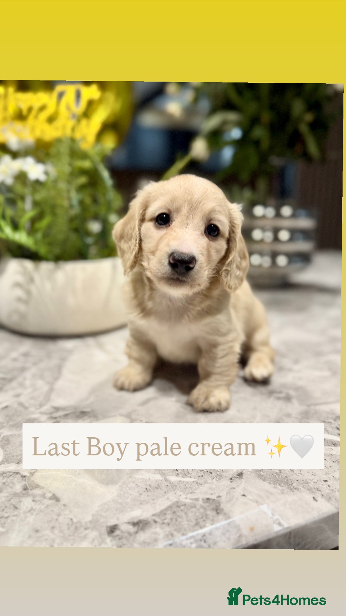 Miniature Dachshund dogs 🩷✨last boy  Long hair cream Kc very light  ✨ - Advert 1