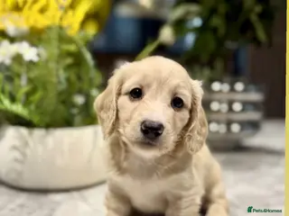 Miniature Dachshund dogs 🩷✨last boy Long hair cream Kc very light ✨ - Advert 1