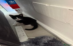 Mixed Breed cats for sale: Black and whit kitten  - Image 1