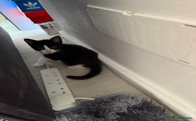 Mixed Breed cats - Advert 15