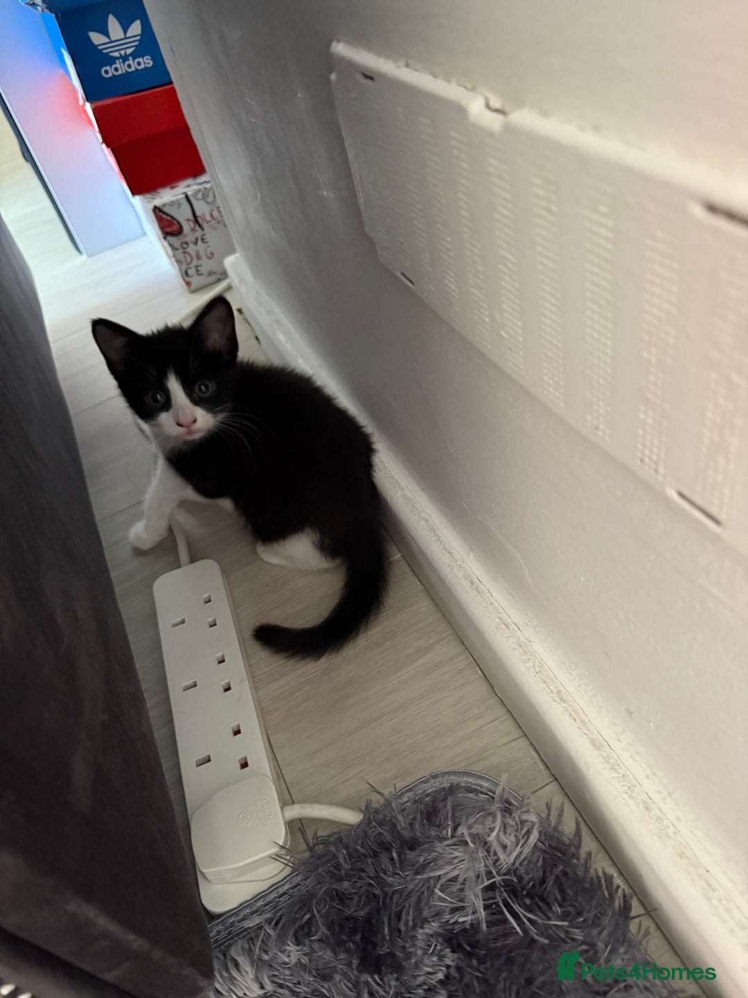 Mixed Breed cats for sale: Black and whit kitten  - Image 1