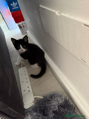 Mixed Breed cats - Advert 13