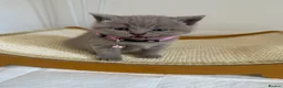 British Shorthair cats for sale: British Shorthair Kittens in Croydon - Advert 5