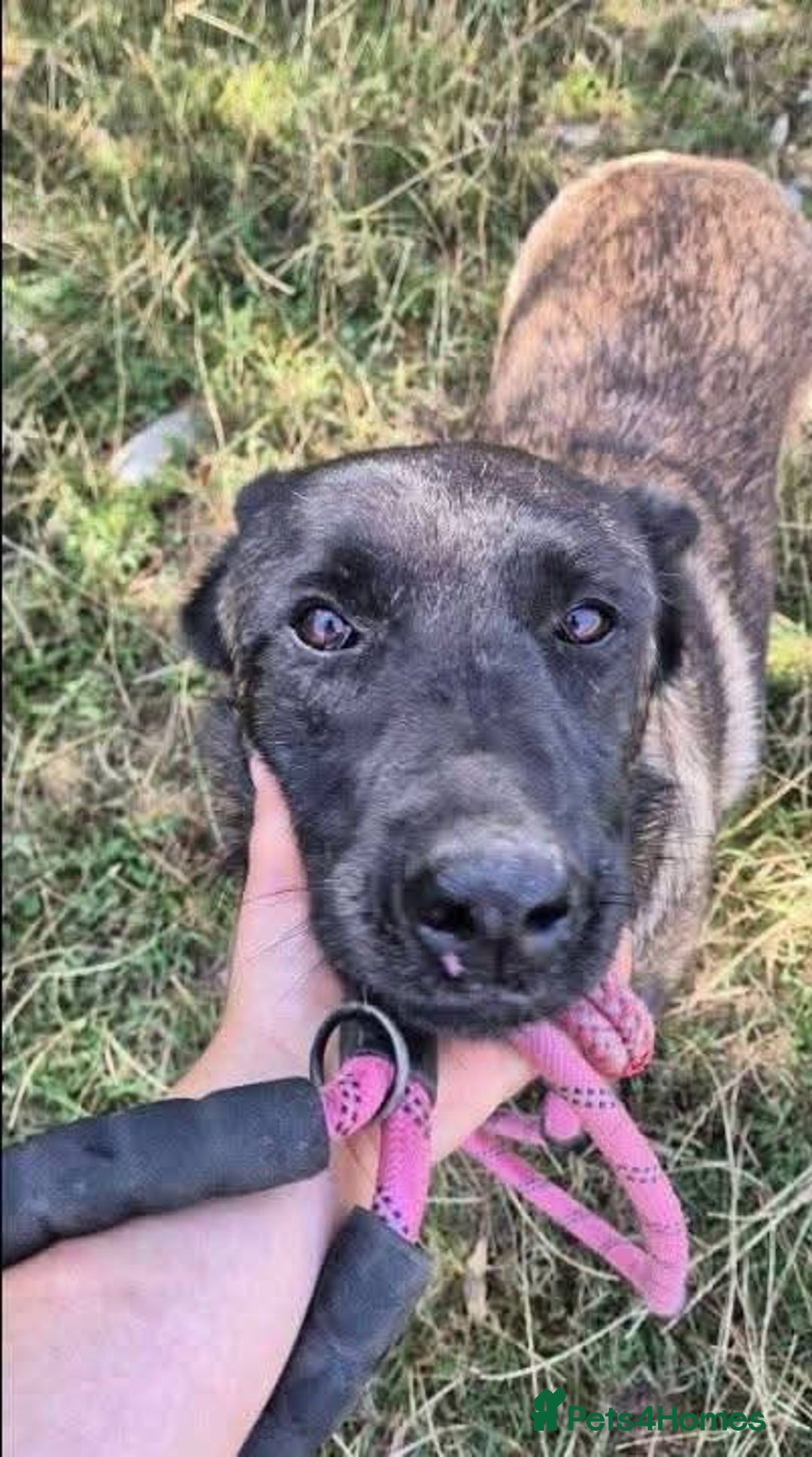 Mixed Breed dogs for adoption: Meet Otis, currently residing in West Yorkshire - Advert 6