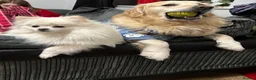 Golden Retriever dogs for stud: Extremely handsome boy - Advert 4